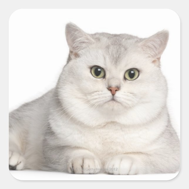 British Shorthair (2 years old) lying in front Square Sticker (Front)