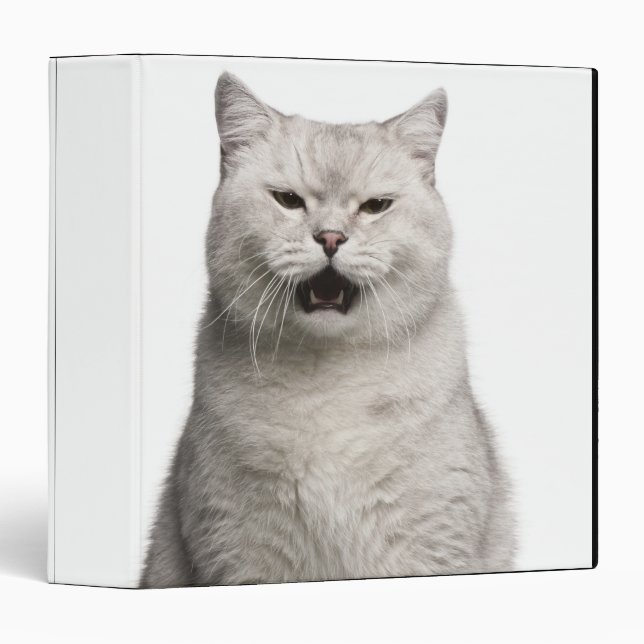 British Shorthair (4 years old) Binder (Front/Spine)