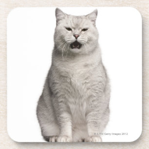 British Shorthair (4 years old) Coaster
