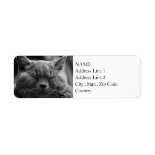 British Shorthair   Black and White   Cat Portrait