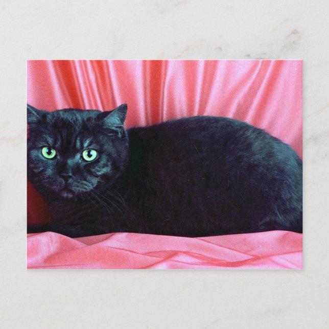 British Shorthair, black smoke Postcard (Front)