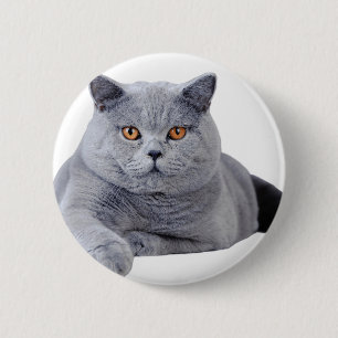 British shorthair cat 2 inch round button