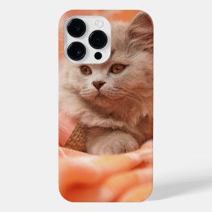british shorthair cat, british longhair, animal iPhone 14 pro max case