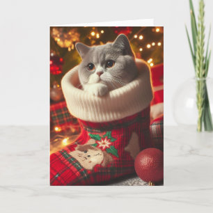 British Shorthair Cat in a Stocking Christmas Card