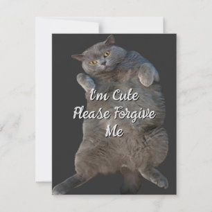 British Shorthair Cat Kitty on Back Apology Card