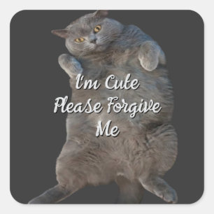 British Shorthair Cat Kitty on Back Apology Card Square Sticker