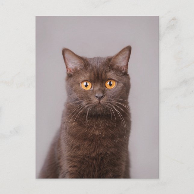 British shorthair cat postcard (Front)