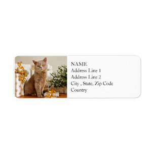 British Shorthair Cat Purr-fect Holiday Season