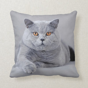 British shorthair cat throw pillow