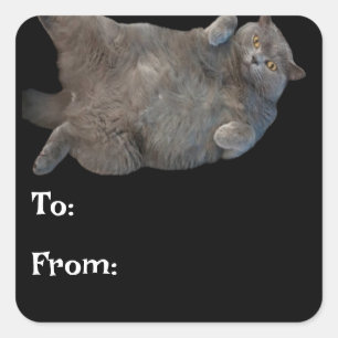 British Shorthair Fat Cat Laying on Back Square Sticker