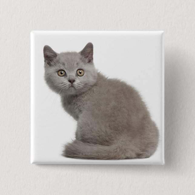 British Shorthair Kitten | 10 Weeks Old 2 Inch Square Button (Front)