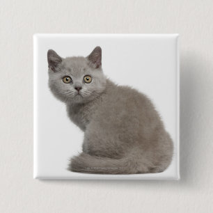 British Shorthair Kitten 10 Weeks Old 2 Inch Square Button