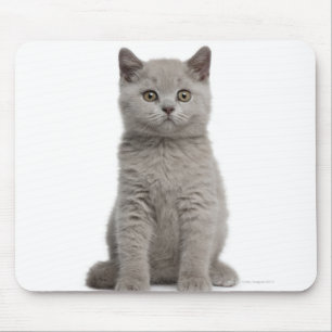 British Shorthair Kitten (10 weeks old) 2 Mouse Pad