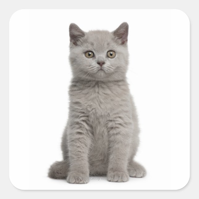 British Shorthair Kitten (10 weeks old) 2 Square Sticker (Front)