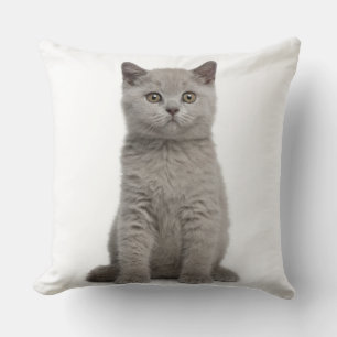 British Shorthair Kitten (10 weeks old) 2 Throw Pillow
