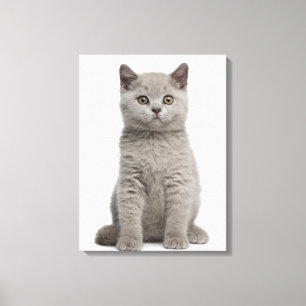British Shorthair Kitten (10 weeks old) Canvas Print