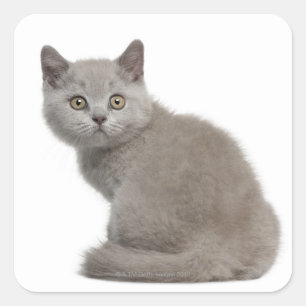 British Shorthair Kitten (10 weeks old) Square Sticker