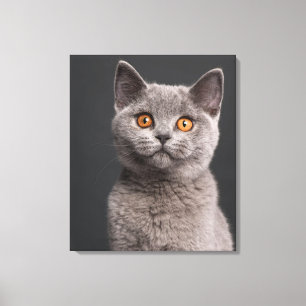 British Shorthair kitten (3 months old) Canvas Print