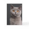 British Shorthair kitten (3 months old)