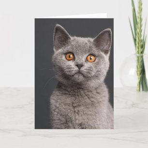 British Shorthair kitten (3 months old) Card