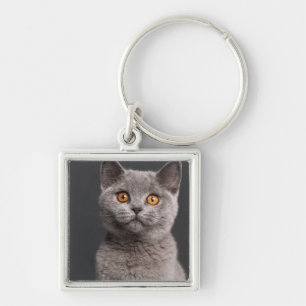 British Shorthair kitten (3 months old) Keychain