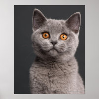 British Shorthair kitten (3 months old)