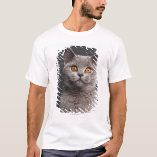 British Shorthair kitten (3 months old) T-Shirt