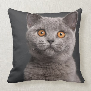 British Shorthair kitten (3 months old) Throw Pillow