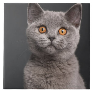 British Shorthair kitten (3 months old) Tile