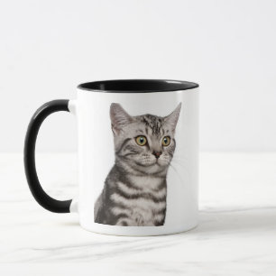 British Shorthair kitten (4 months old) Mug