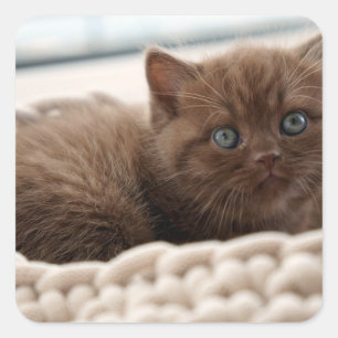 British shorthair, Kitten, Cat Square Sticker