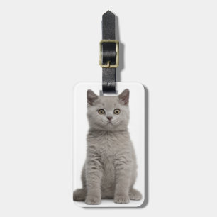 British Shorthair Kitten Luggage Tag