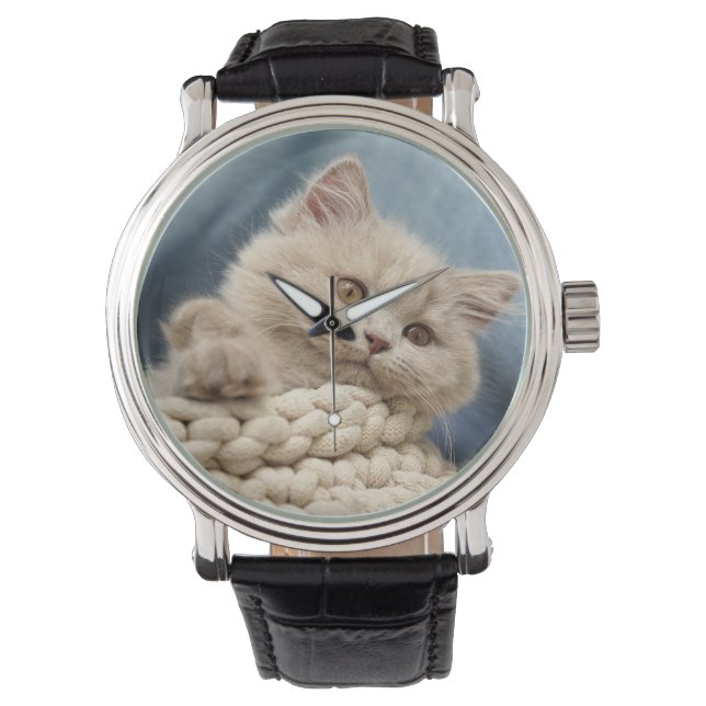 British shorthair, Kitten, Pet Watch (Front)