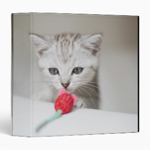 British shorthair kitten smelling toy mouse binder