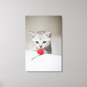 British shorthair kitten smelling toy mouse canvas print