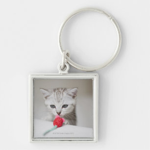 British shorthair kitten smelling toy mouse keychain
