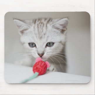 British shorthair kitten smelling toy mouse pad