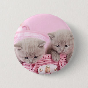 British shorthair kittens 2 inch round button