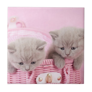 British shorthair kittens tile
