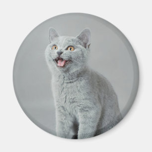 British shorthair kitty magnet