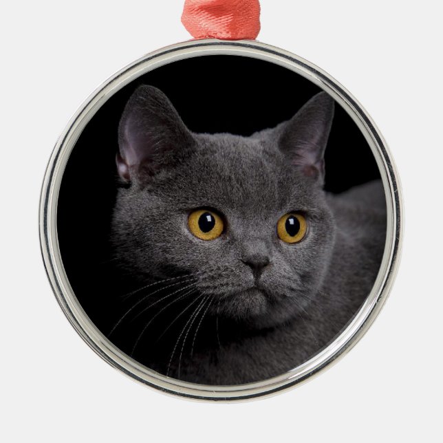 British Shorthair Premium Ornament (Front)