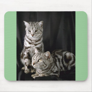 British Shorthair, silver tabby Mouse Pad