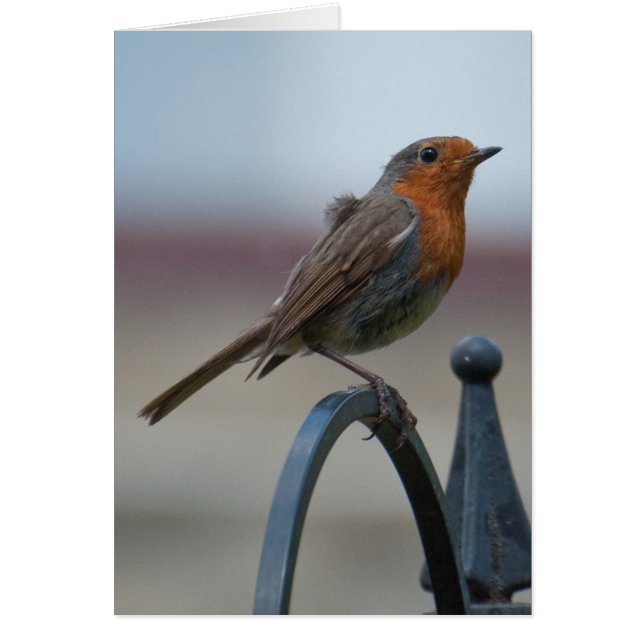 British Songbirds: Young Robin (Front)