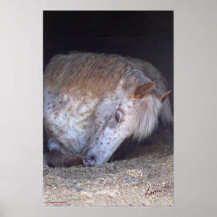 British spotted pony print