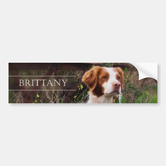 Brittany Bumper Sticker (Front)