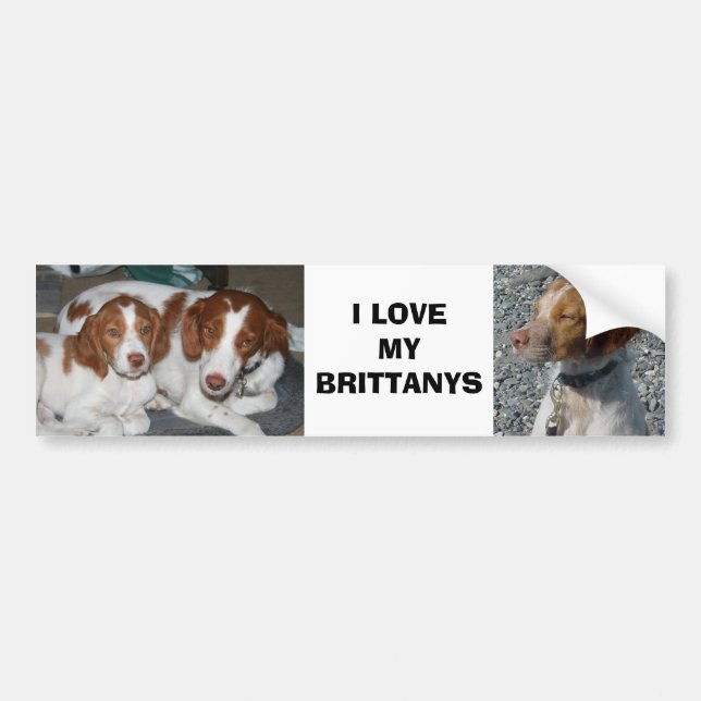 Brittany Bumper Sticker (Front)