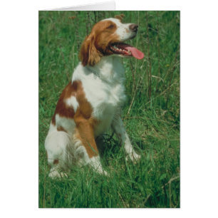 Brittany Spaniel