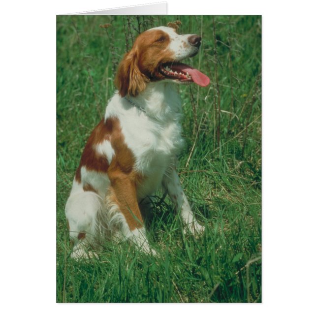 Brittany Spaniel (Front)