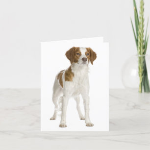 Brittany Spaniel Chien Chien Blanc Carte de note