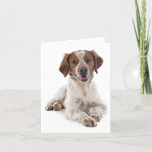 Brittany Spaniel Chien Chien Blanc Carte de note